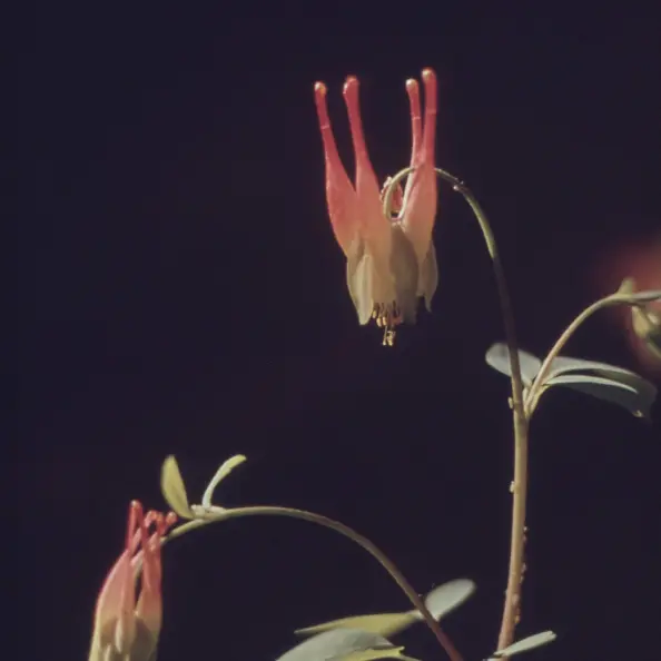 Primer plano de dos flores sobre fondo oscuro.