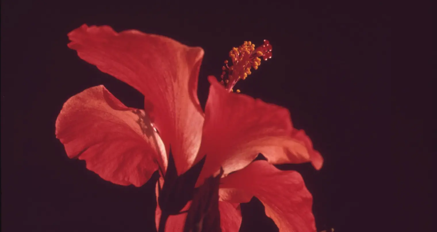 Primer plano fotográfico de una flor roja.